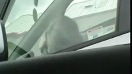 Страпон молодий ерот ...